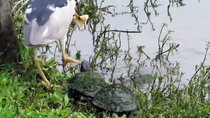 Ces tortues tentent en vain de voler le pain d'un oiseau