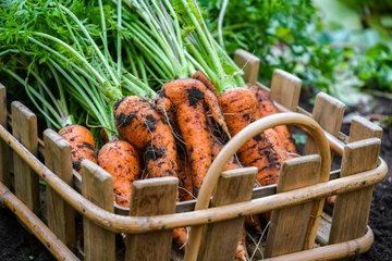 Vos Questions Jardin: Mes semis de carottes ne sortent pas
