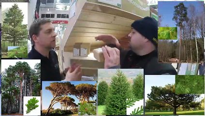 c'est quoi la matière type arbre de la fibre de bois steico