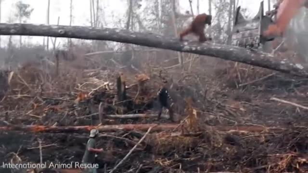 Una de cada 8 especies animales y vegetales podría desparecer en 20 años