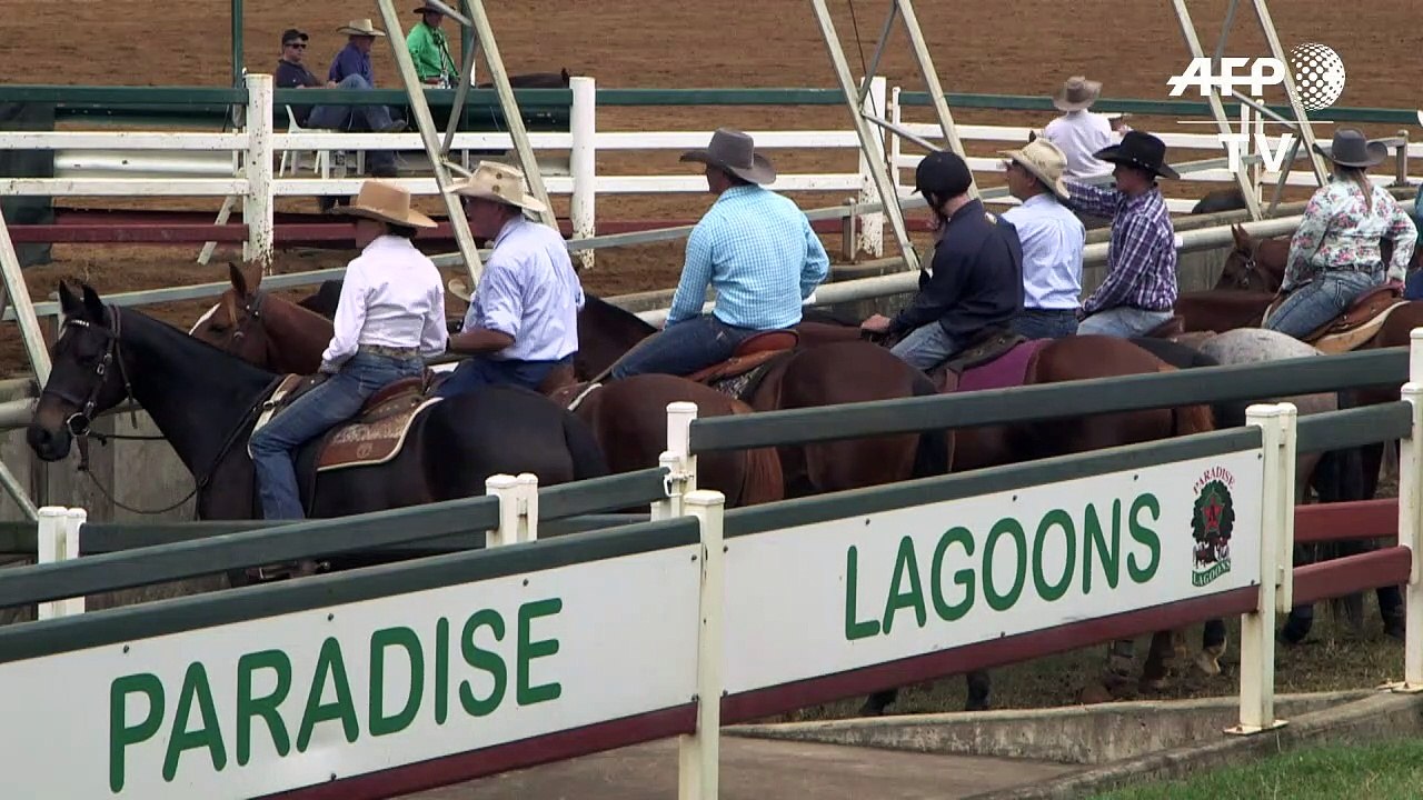 Le "campdrafting", sport des cowboys australiens