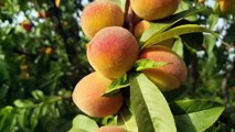 A visit to the peach orchard in Punjab, Peach tree spacing guide, peach garden diseases and care