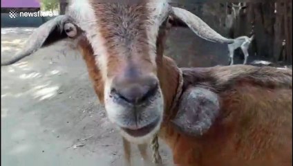 Indian farmer shocked after goat grows bizarre third horn from its shoulder