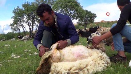 Diyarbakır'da koyun kırma sezonu başladı