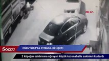 Esenyurt'ta pitbull dehşeti