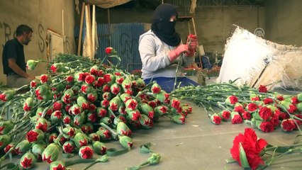 Anneler Günü için 39 ülkeye 45 milyon dal çiçek satıldı - ANTALYA