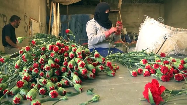 Anneler Günü için 39 ülkeye 45 milyon dal çiçek satıldı - ANTALYA