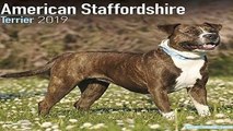 R.E.A.D American Staffordshire Terrier Calendar 2019 D.O.W.N.L.O.A.D