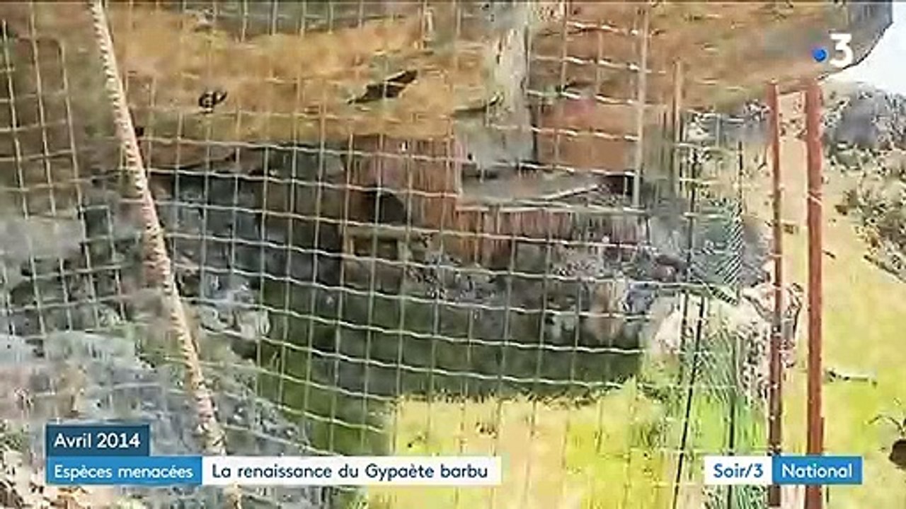 Lozère : trois gypaètes barbus réintroduits dans les Cévennes