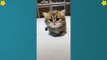 Cute Cats Videos Compilation Cute Moment Of The Cats – Cutest – Funniest Animals! #11