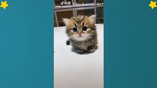 Cute Cats Videos Compilation Cute Moment Of The Cats – Cutest – Funniest Animals! #11