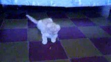 Gatito bobito