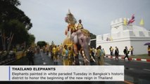Elephants painted in white parade in Bangkok to honor new king