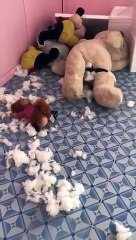 Un chien déchiquette un ours en peluche de l'intérieur