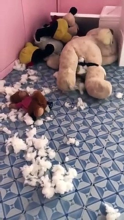 Un chien déchiquette un ours en peluche de l'in...