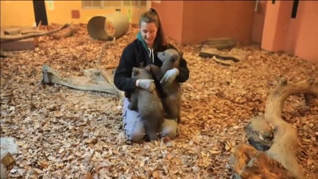 Los oseznos Bradley y Cooper comienzan su nueva vida