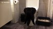 Rough night out? Cat hangs head first in toilet bowl