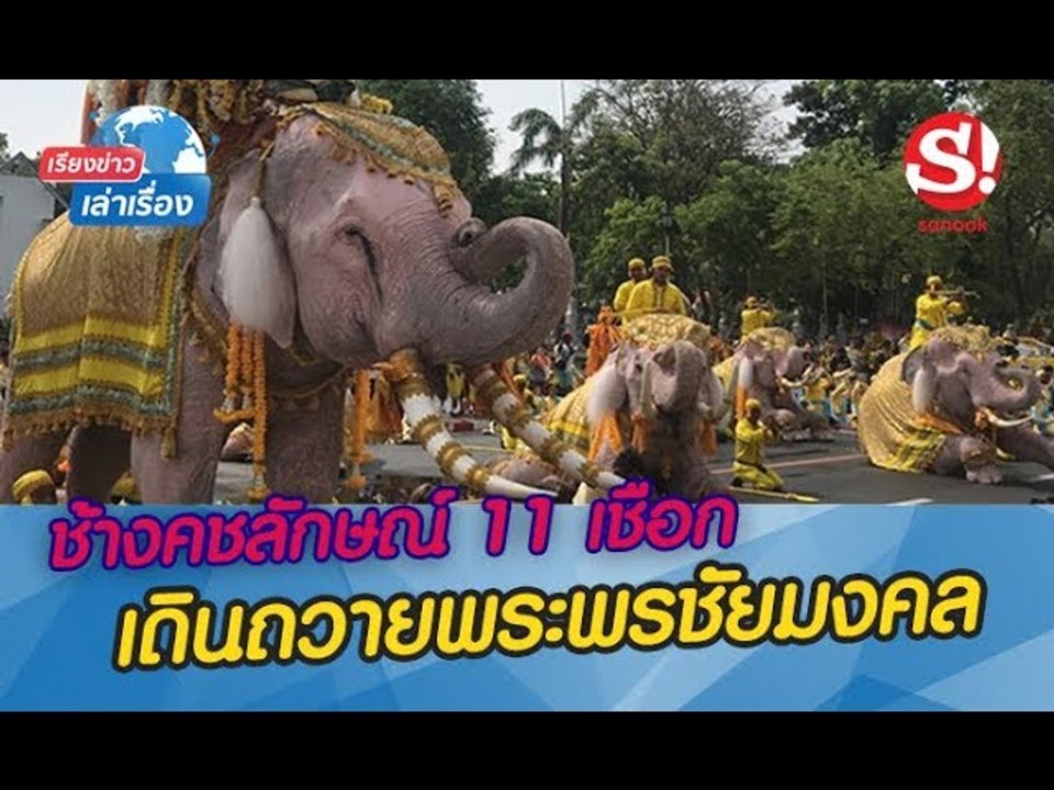 เรียงข่าวเล่าเรื่อง ช้างคชลักษณ์ 11 เชือก เดินถวายพระพรชัยมงคลในหลวง รัชกาลที่ 10