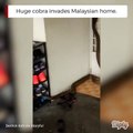 Un énorme cobra tente de rentrer dans une maison en Malaisie...