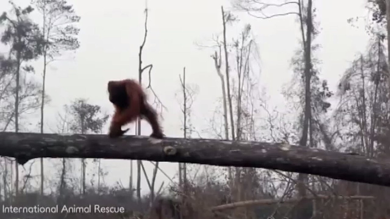 Una de cada 8 especies animales y vegetales podría desparecer en 20 años