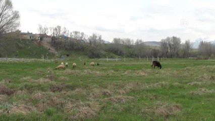 Küre Çiçeklerinin Göz Alıcı Güzelliği