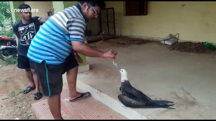 Sea bird swept hundreds of kilometres away from native grounds by Cyclone Fani