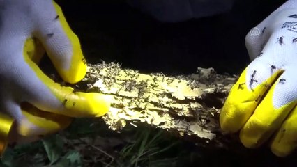 Ormanlar biyolojik savaşçılarla korunuyor - AFYONKARAKİSAR