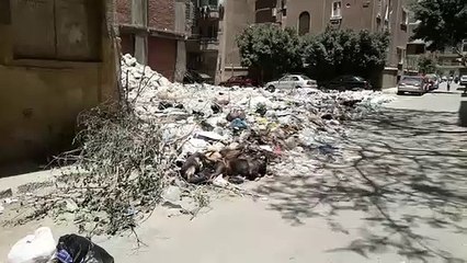 قتل الكلاب كارثة بيئية لصيف ٢٠١٩