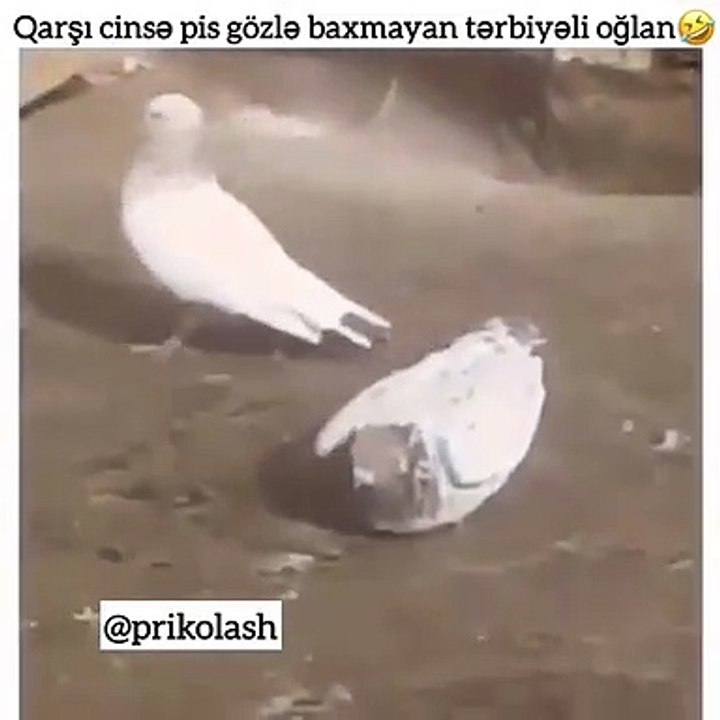 Harcama bakmayan erkek güvercin )))