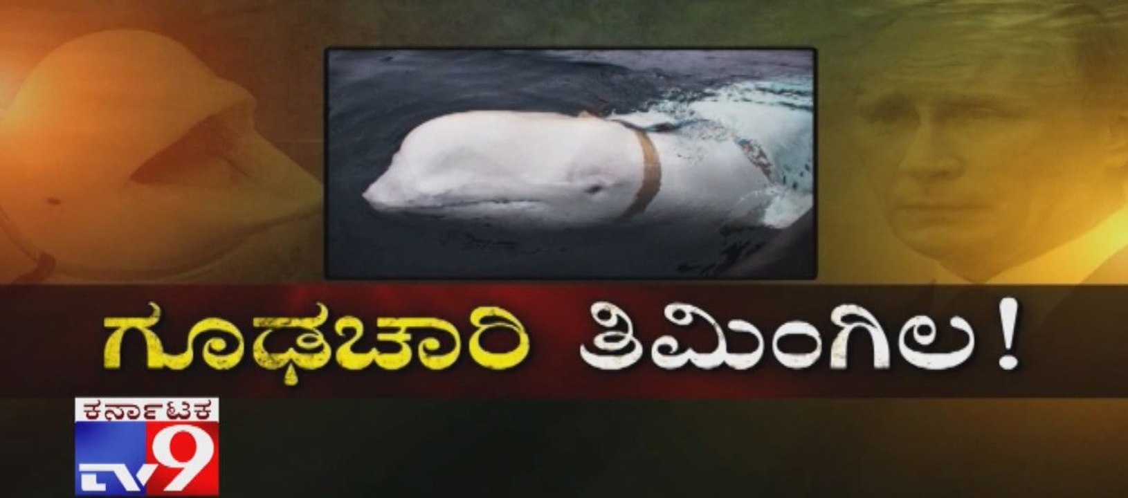 Beluga Whale Found in Norway Waters a 'Russian-Trained Spy'?