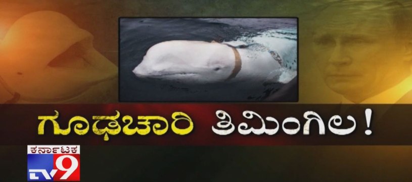 Beluga Whale Found in Norway Waters a 'Russian-Trained Spy'?