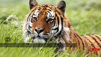 15 TOP NATIONAL PARKS IN INDIA