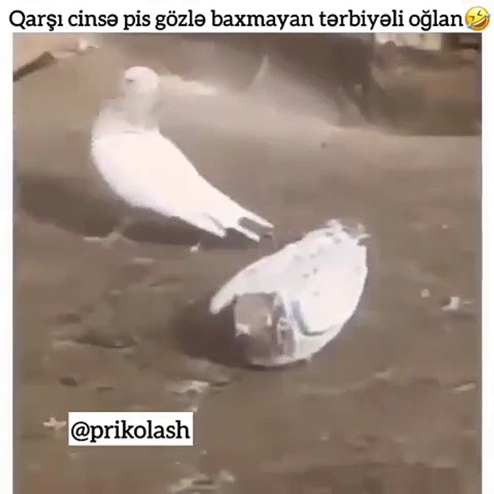 Harcama bakmayan güvercin