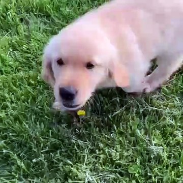 Ce splendide golden fait un bisou à la camera. Trop mimi !