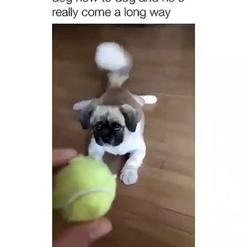 Ce chiot ne ménage pas d'efforts pour attraper une balle de tennis. Très cute !