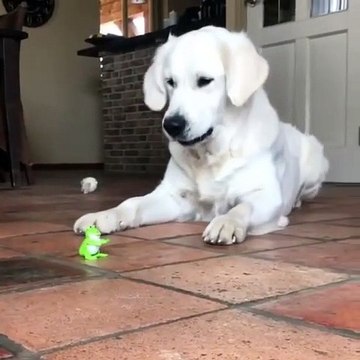 Quand une chienne est effrayée par un jouet électronique. A mourir de rire !
