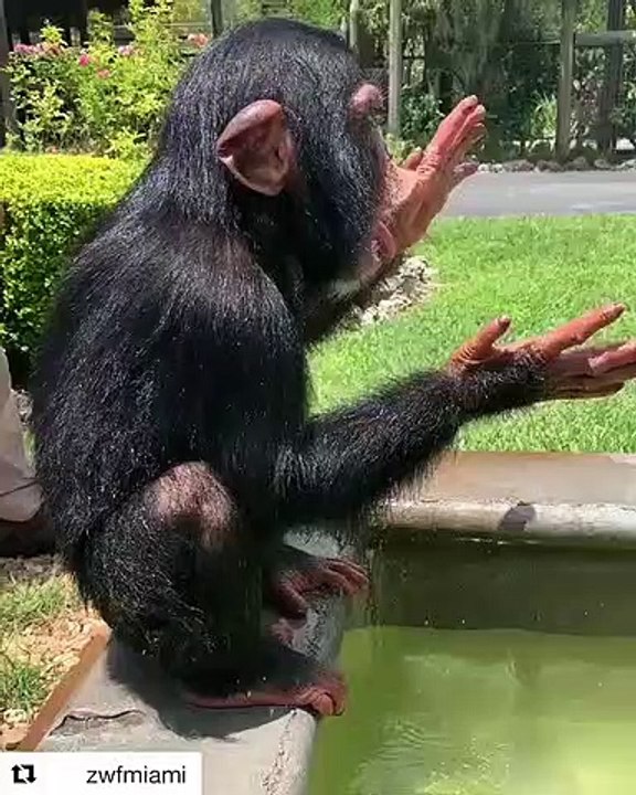 Ce bébé singe est très heureux de pouvoir se baigner dans l'eau et il le montre !!