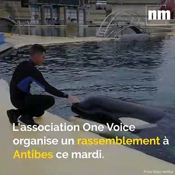 Manifestation contre Marineland, chien disparu, Festival de Cannes au cinéma: voici votre brief info de mardi après-midi