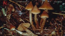 Denver Voting To Become First U.S. City To Decriminalize ‘Magic Mushrooms’