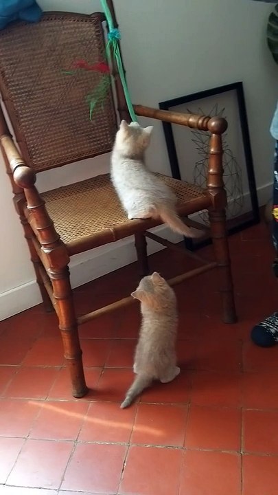 Chatons British Longhair et Shorthair Chatteire de Corsitalia