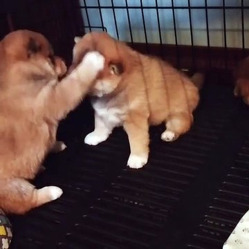 Quand deux chiots se font des Highfives, voici ce que ça donne. Rigolo !