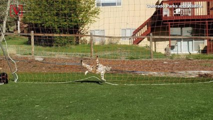 This Poor Bobcat Got Tangled Up In a Soccer Net!