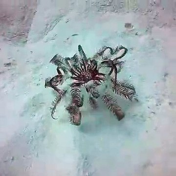 Voici une des rares vidéos où l'on voit un crinoïde nager en agitant ses bras. Hypnotisant !