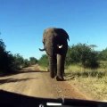 Ahurissant ! Cet éléphant agite ses oreilles pour les touristes !!