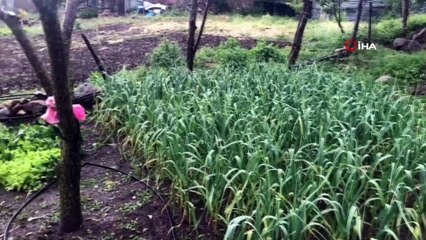 Çanakkale’de dolu yağışı meyve ve buğdaylara zarar verdi