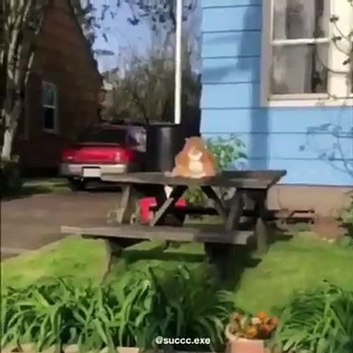 Ce gros chat boude sous le soleil. Trop drôle !