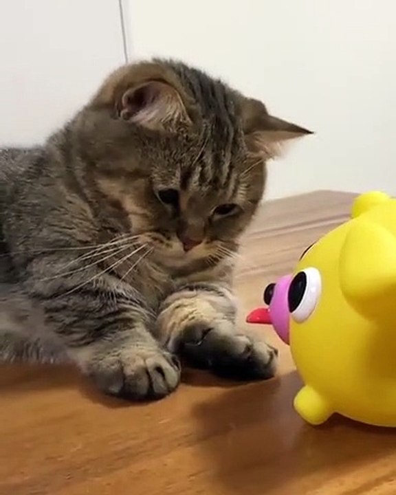 Ce chaton est obsédé par son jouet. Trop drôle !