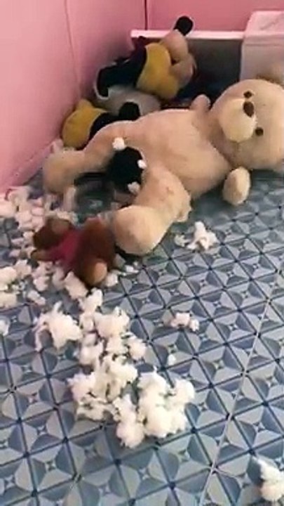 Un chien déchiquette un ours en peluche de l'intérieur