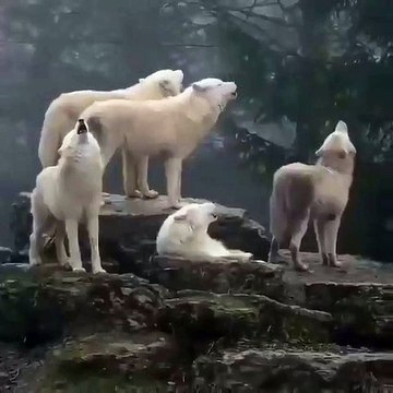 Ecoutez les hurlements envoûtants de cette meute de loup !!