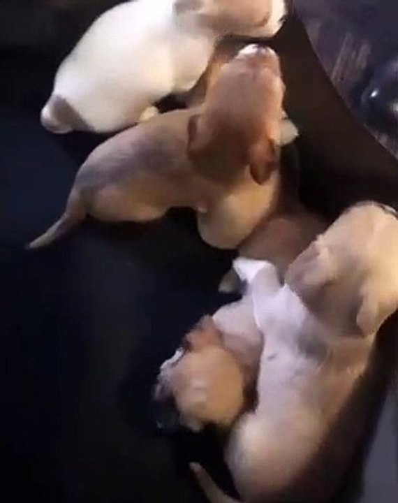 Ces adorables petits chiots aiment jouer ensemble. Trop cute !